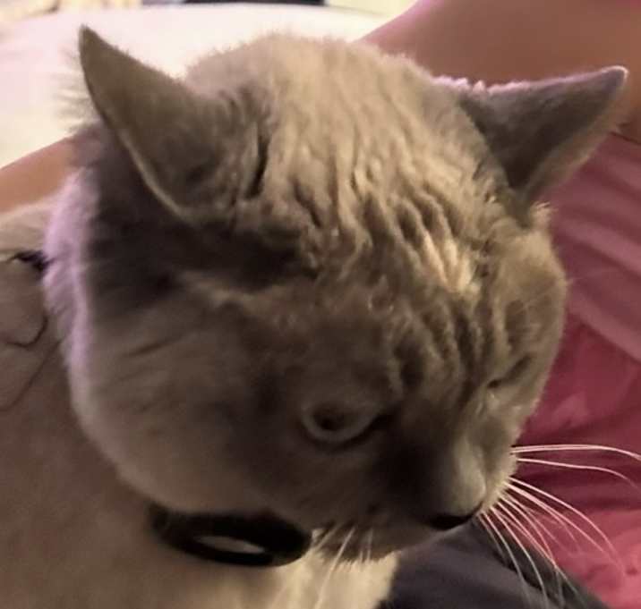 Photo of Angel