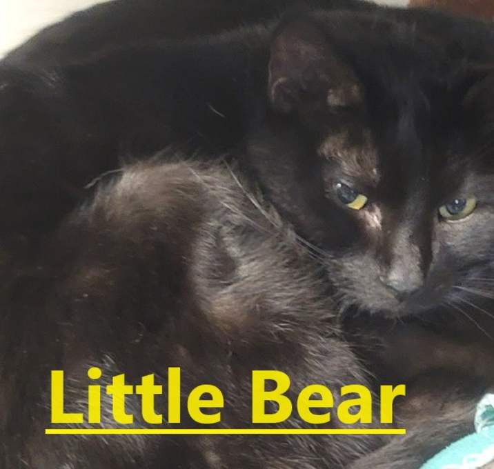 Photo of Little Bear (Blake)