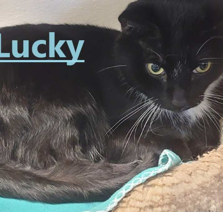 Photo of Lucky