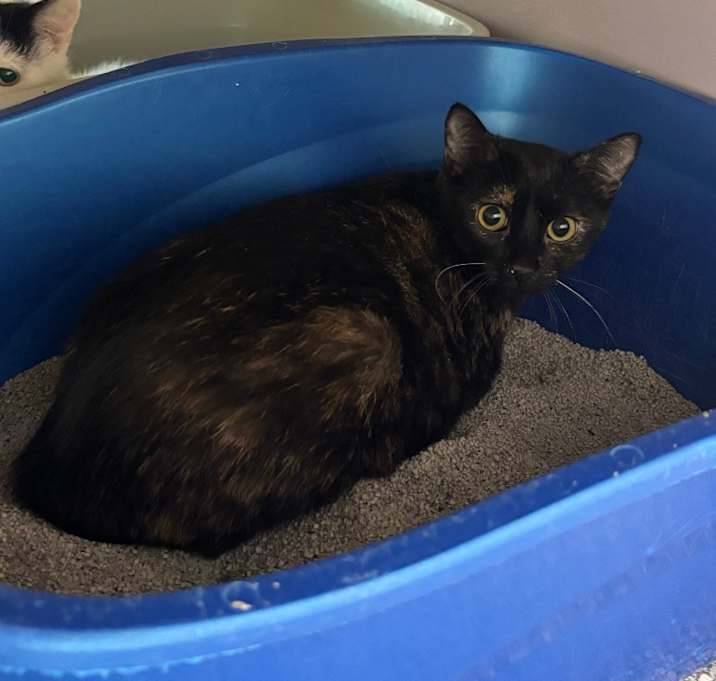 Photo of Diamond