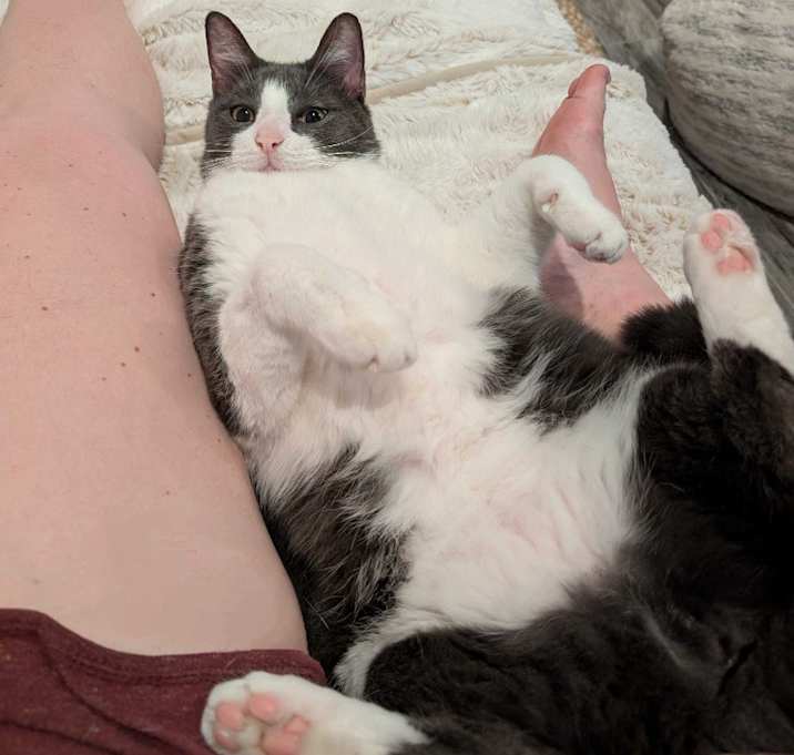 Photo of Honey Bear