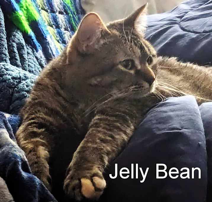 Photo of Jelly Bean