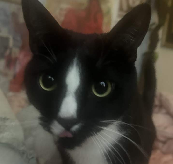 Photo of Biscuit