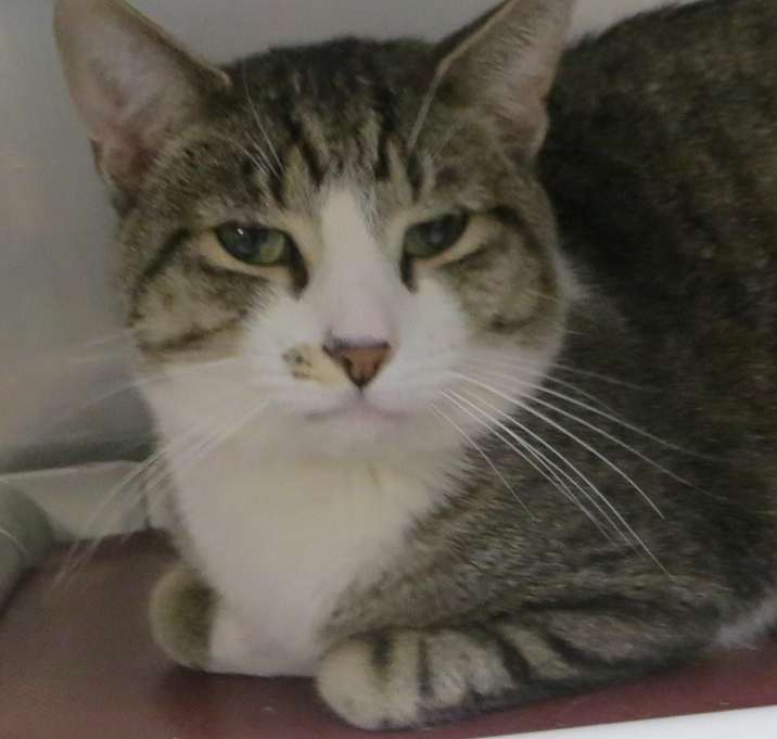 Photo of Tarzan