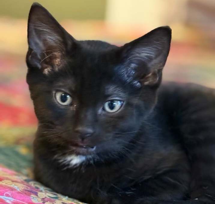 Photo of Taco