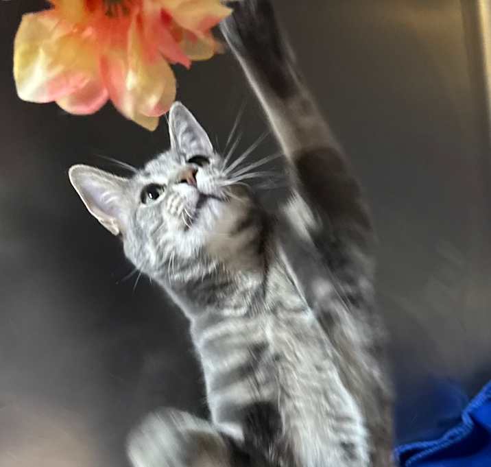 Photo of Twig