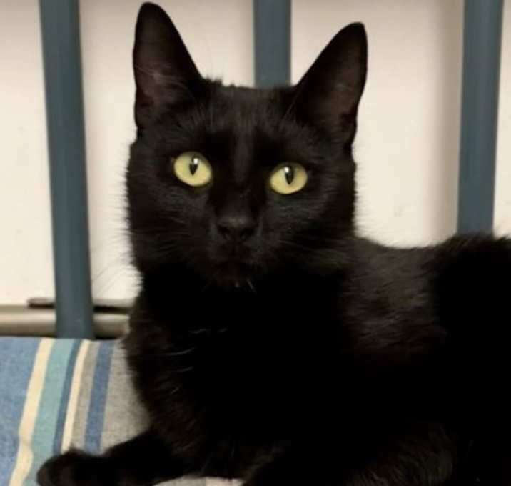 Photo of Sootica