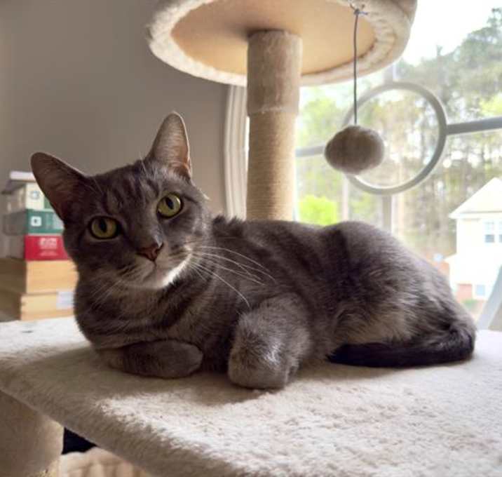 Photo of ELBERT