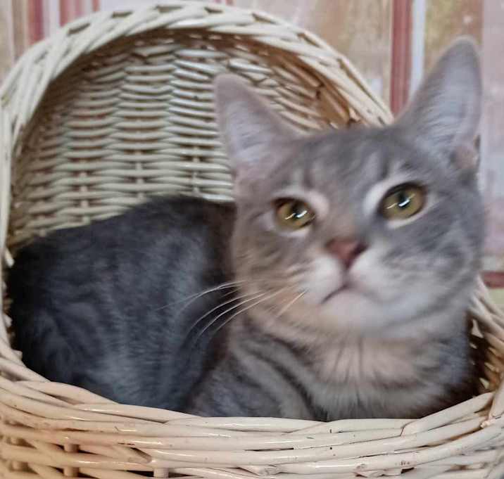 Photo of Archie really sweet boy