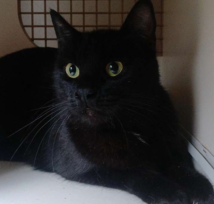 Photo of Bramble