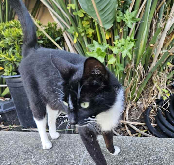 Photo of Mortisha