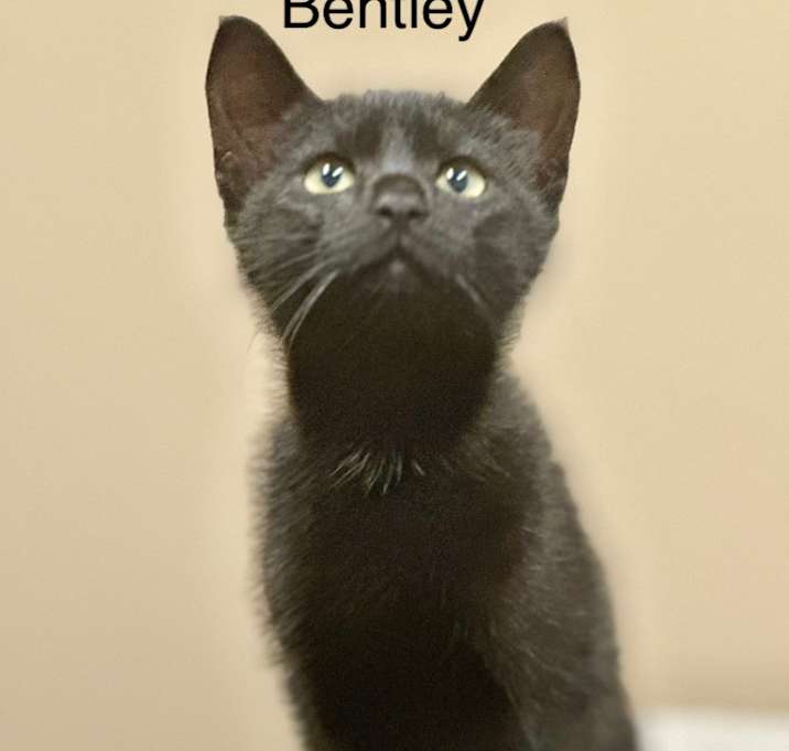 Photo of Bentley