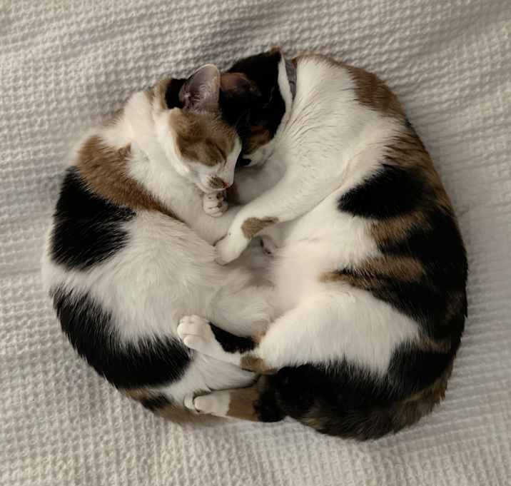 Photo of Callie & Zoe