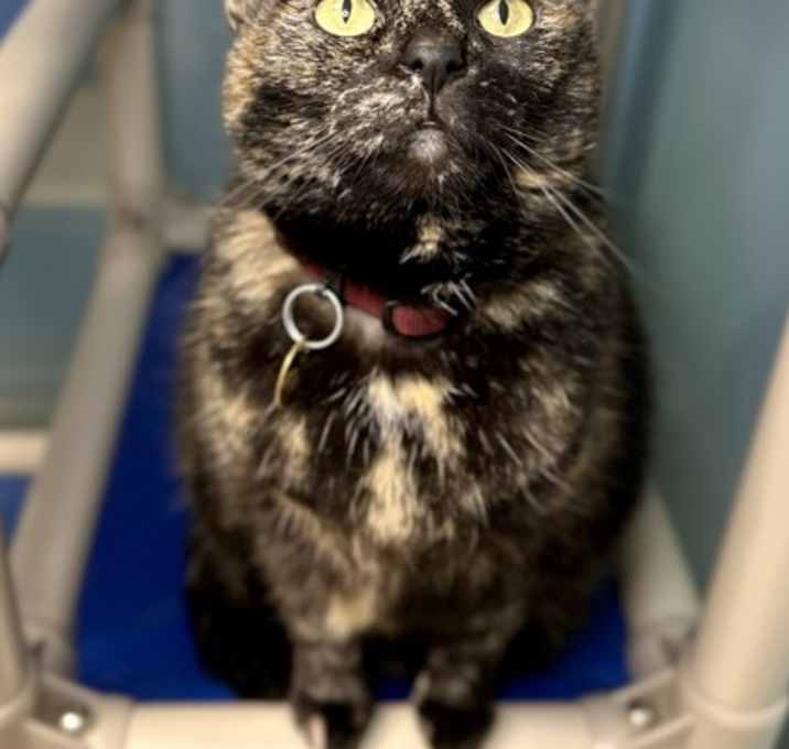 Photo of Marigold