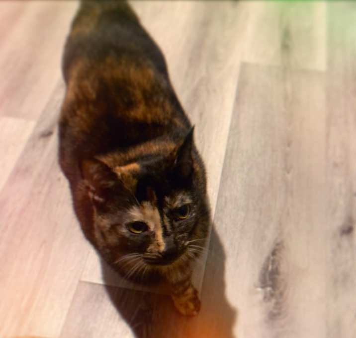 Photo of Mina-Rose