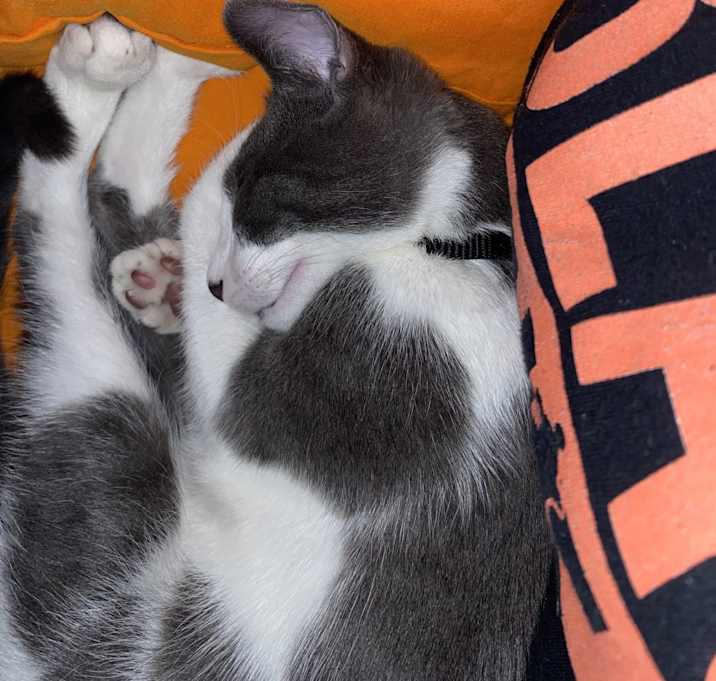 Photo of Whisper