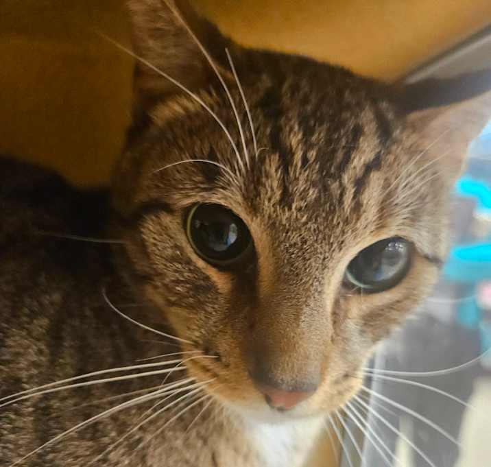 Photo of Sundae