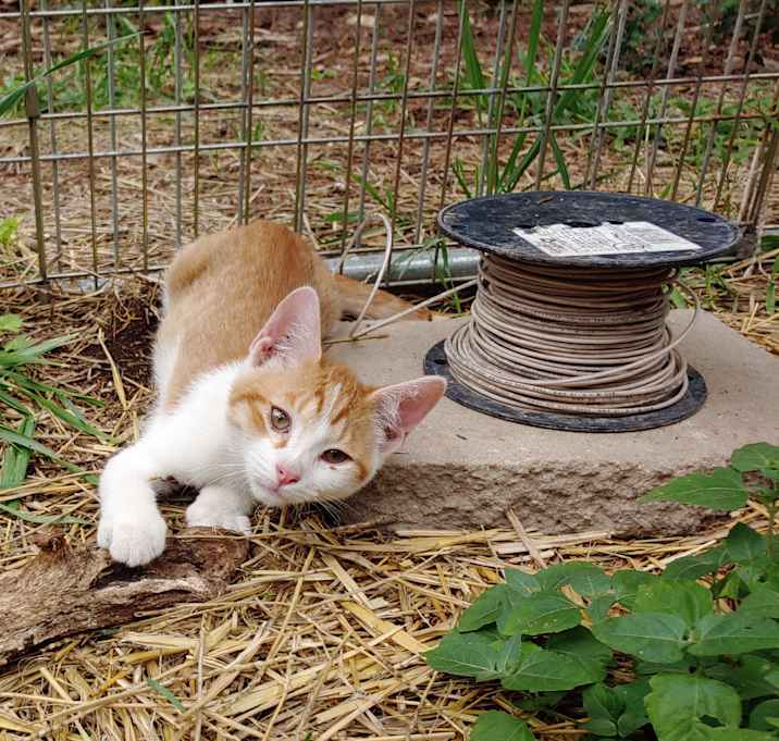 Photo of Canoodle