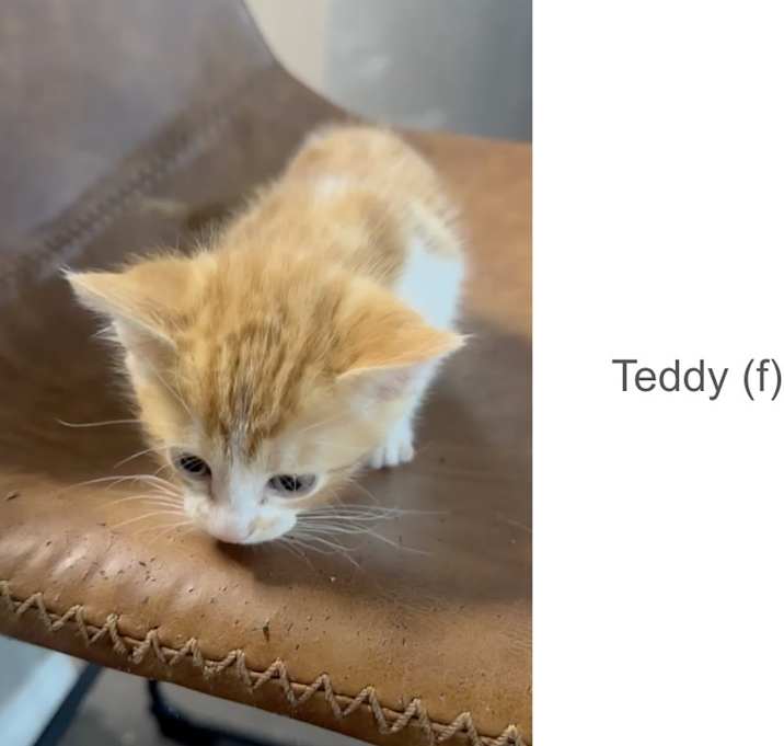 Photo of Teddy