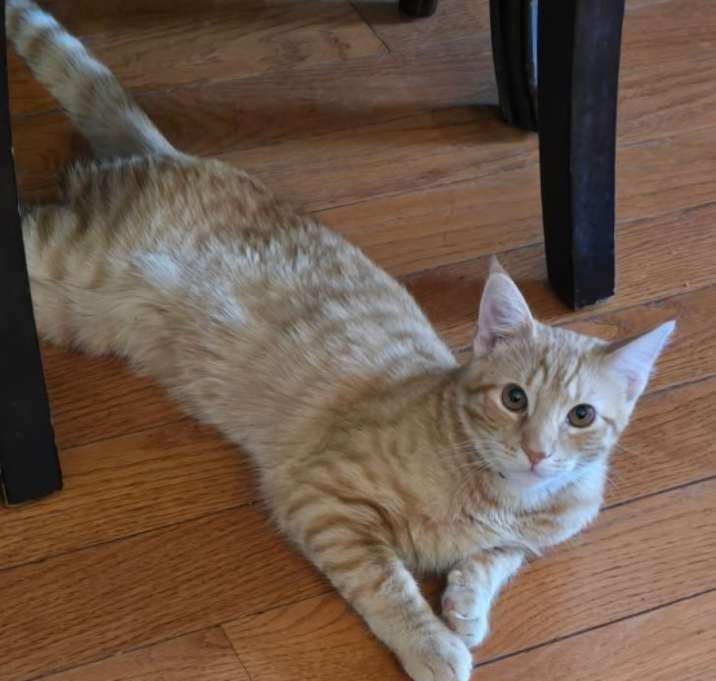 Photo of Cat