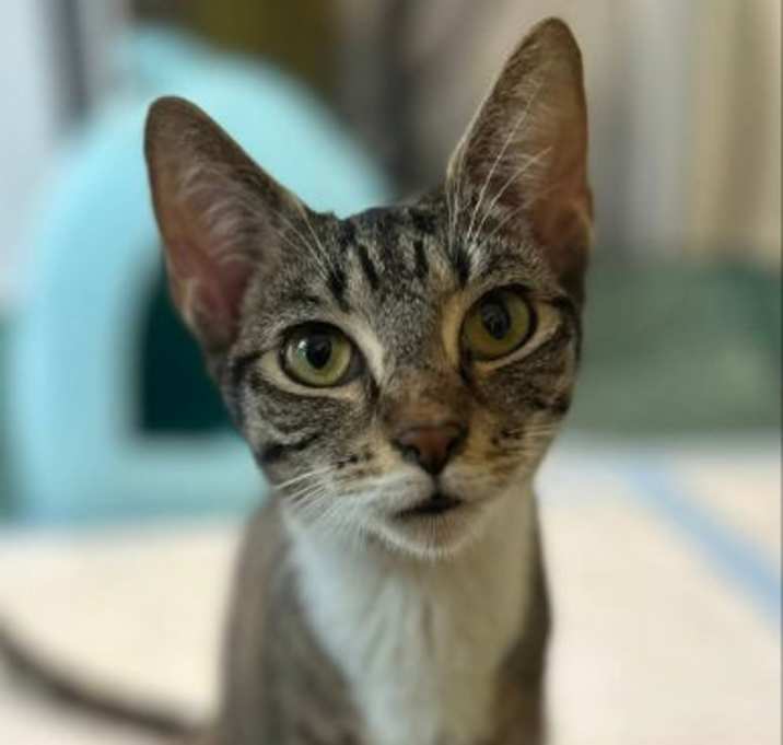 Photo of Poppy