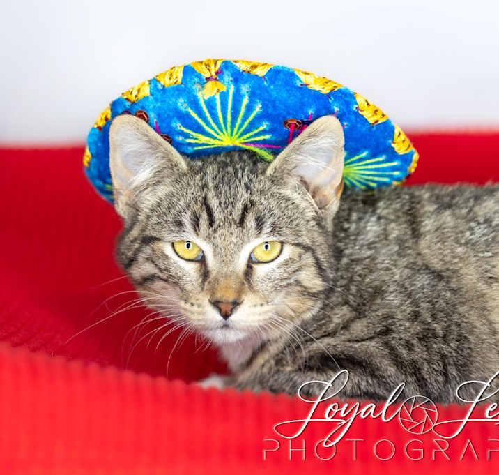 Photo of Sir Pounce-a-lot