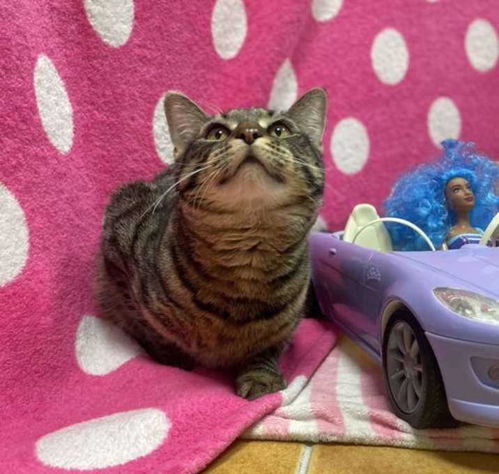 Photo of Barbie