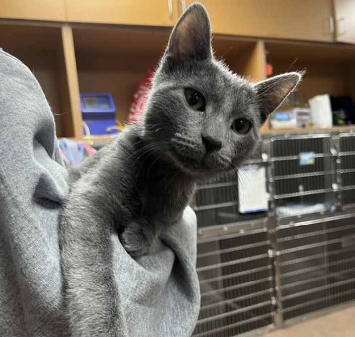 Photo of Lint