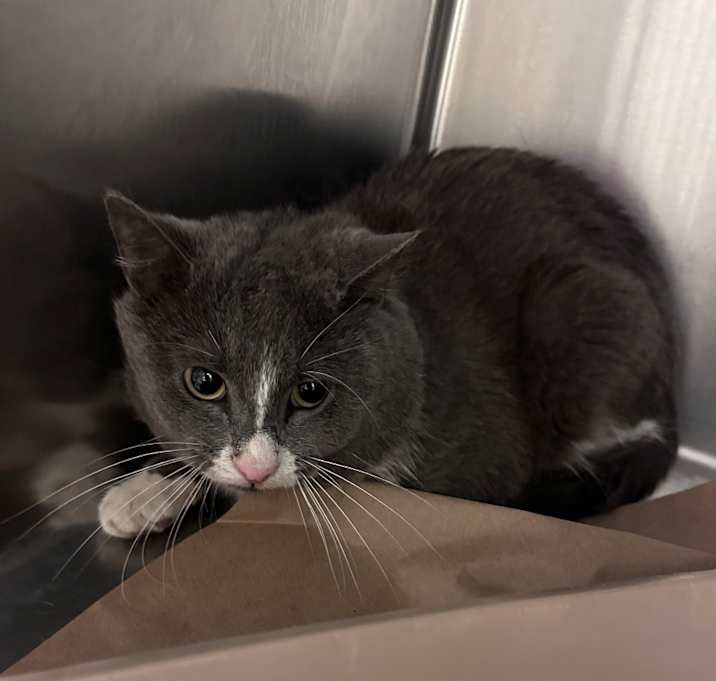 Photo of Midnight 6884
