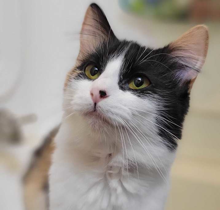 Photo of BlueBell