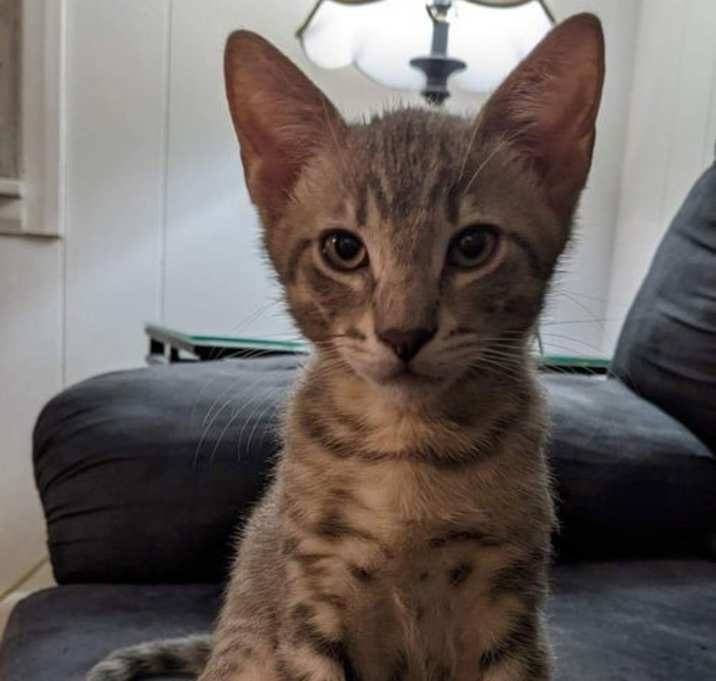 Photo of Henry