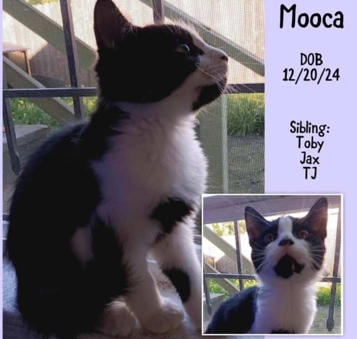 Photo of Mooca