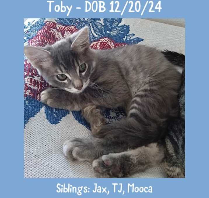 Photo of Toby