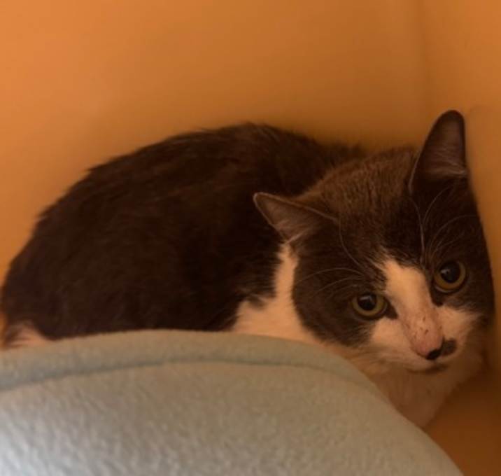 Photo of Kitto OF46