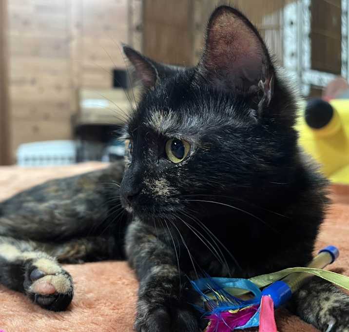 Photo of Little Lady