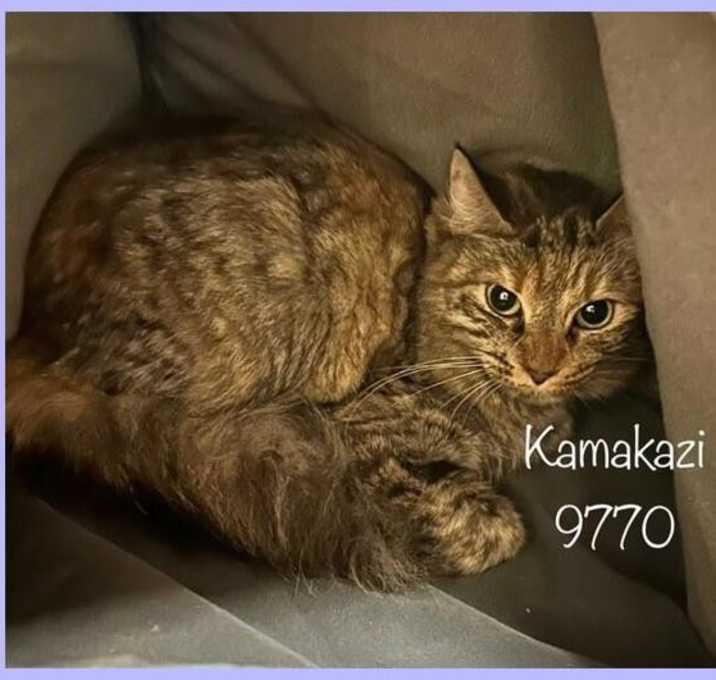Photo of Kamakazi(614)