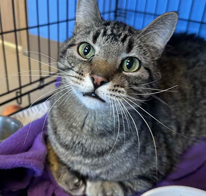 Photo of Purrlock Holmes
