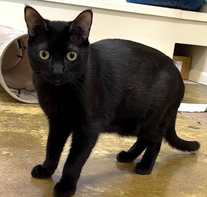 Photo of Glimmer