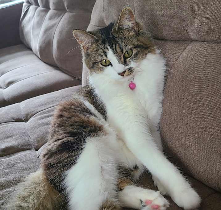 Photo of Willow Reign