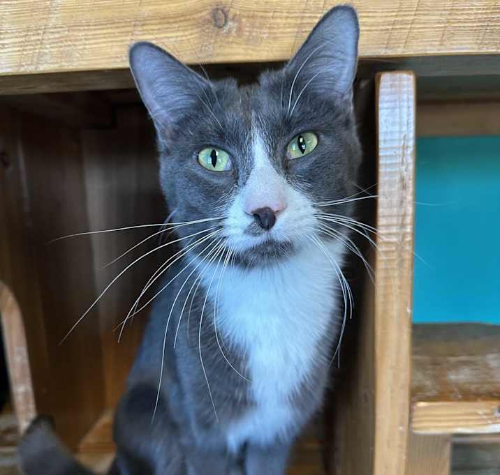 Photo of Sparky