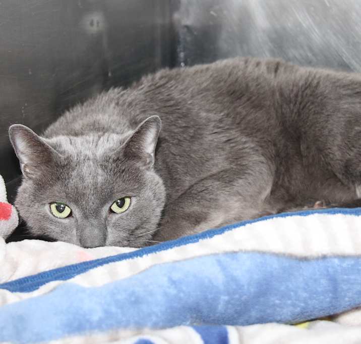 Photo of Grady (Neutered/Declawed)