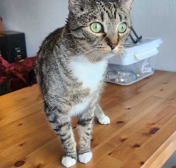 Photo of Akira