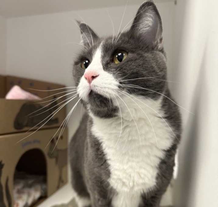 Photo of Peaches (bonded To Bud)