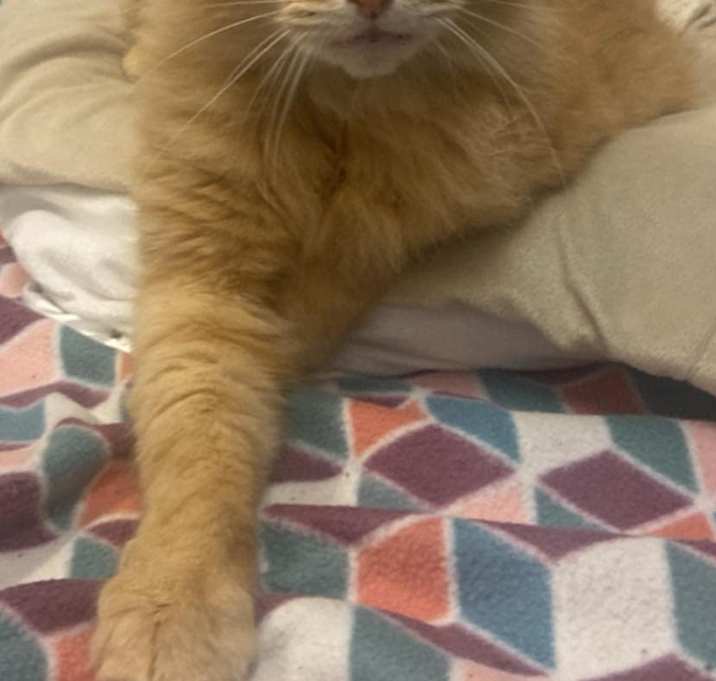 Photo of Louie