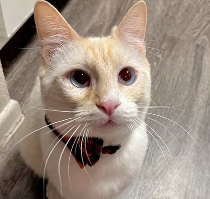 Photo of Bruin (bonded to Iris)