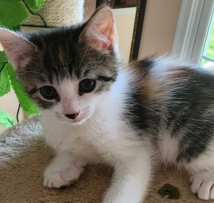 Photo of Calico and Ginger