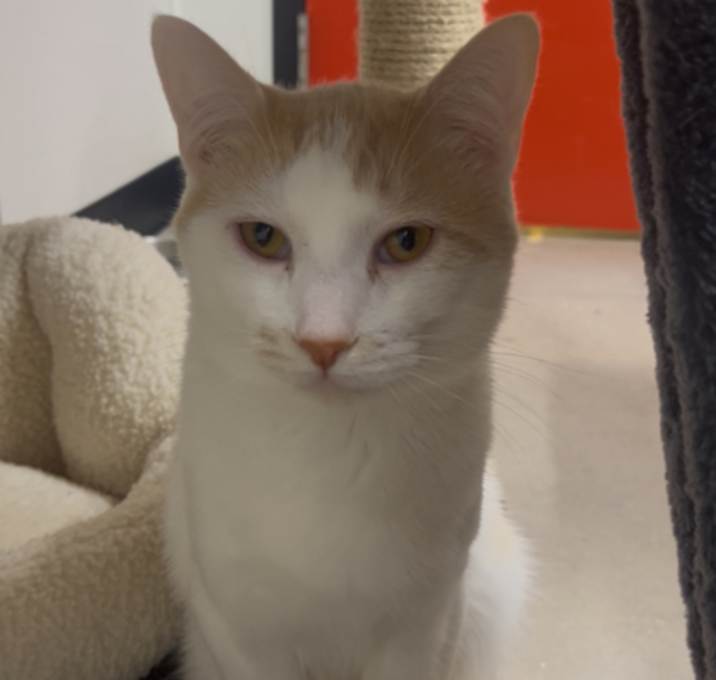 Photo of Starry