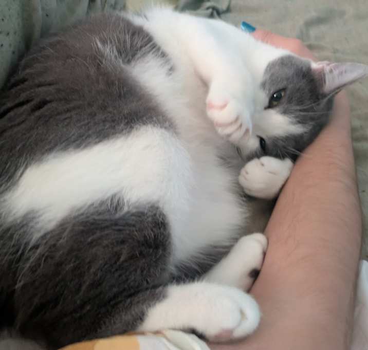 Photo of Milo