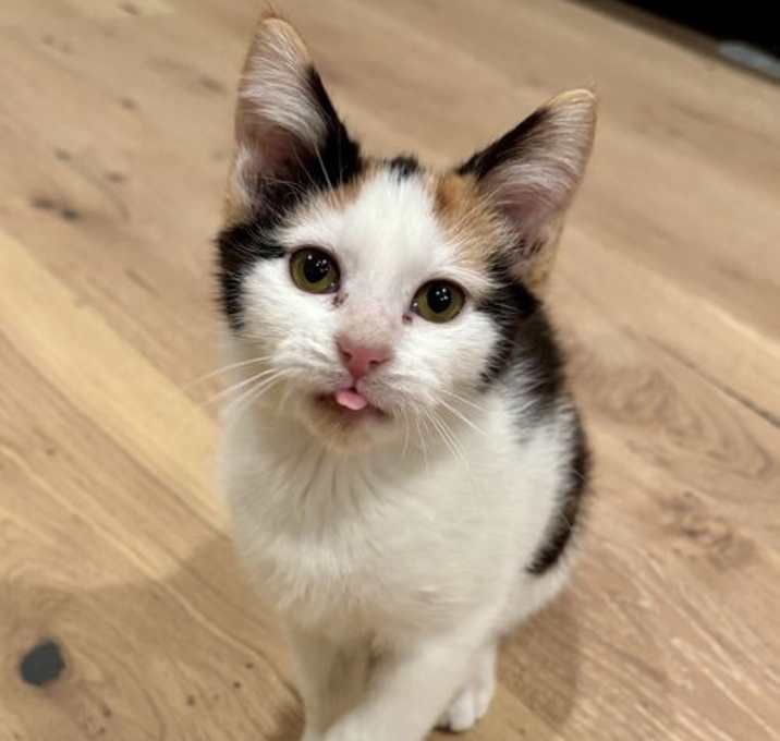 Photo of Snickerdoodle