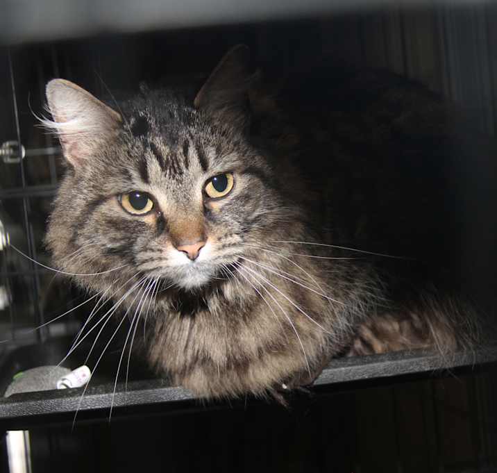 Photo of Daisy Mae (Spayed)